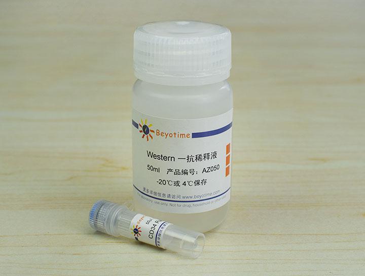 CD34 Rabbit Polyclonal Antibody